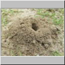 Dasypoda hirtipes - Hosenbiene nl w07 Nest bourtange-nl 01.jpg